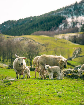 View of sheep and lambs grazing on a lush green farm pasture with rolling hills and mountains in the background in Norway.