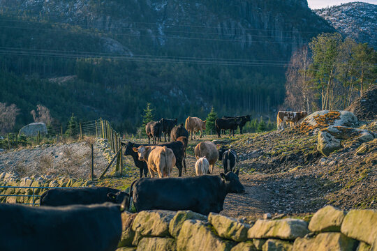 View of a herd of cows grazing on a rocky pasture at a farm in Norway.