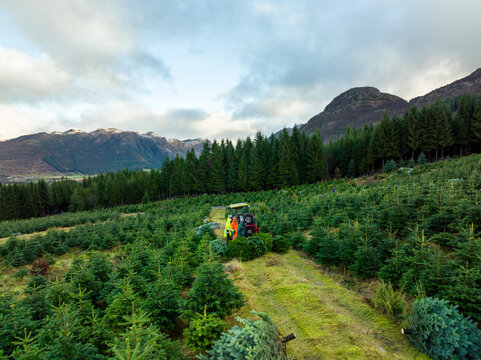Aerial view of a Christmas tree farm with a tractor harvesting trees among rolling hills and dense evergreen forests under a cloudy sky in Norway.
