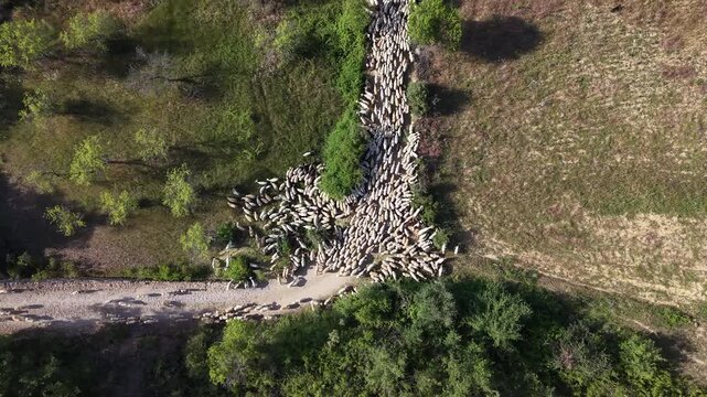 Aerial of sheep being herded in rural Aragona, Spain.  Top down shot rising.