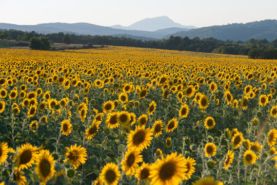 View of a vast field of vibrant yellow sunflowers stretching towards rolling hills under a clear sky in Majdanpek, Bor District, Serbia.
