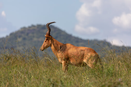 View of a hartebeest standing in tall grass with a distant hill in the background in Uganda.
