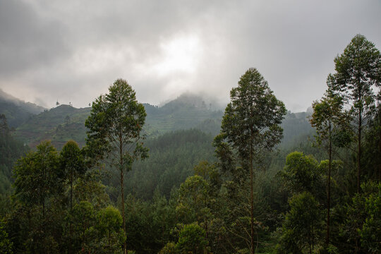View of lush green hills covered in dense forest and tall trees under a cloudy, overcast sky in Uganda.