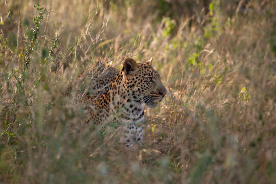 View of a leopard camouflaged in tall dry grass in the savanna of Uganda.