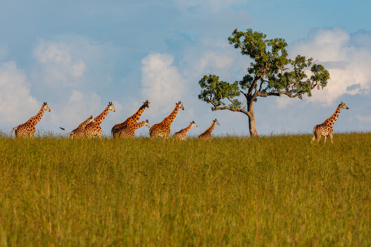 View of a group of giraffes walking across the grassy savanna with a lone tree in the background under a blue sky in Uganda.