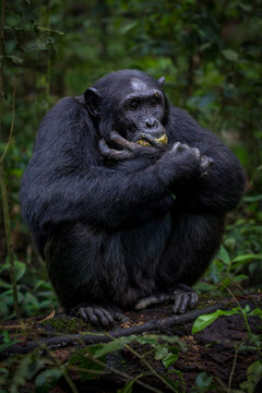 View of a chimpanzee sitting on a mossy log in the dense forest of Uganda.