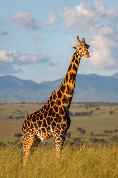 View of a giraffe standing in the tall grass of the savanna with mountains in the background under a blue sky in Uganda.