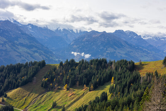 View of the Niesen mountain peak rising above a lush pine forest and rolling alpine meadows in Reichenbach im Kandertal, Canton of Bern, Switzerland.