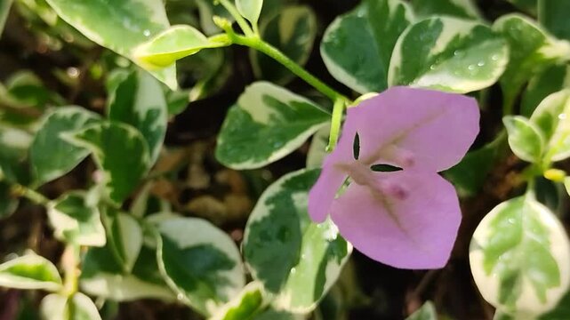 Purple bougainvillea flowers with beautiful green and white variegated leaves. Tropical houseplant