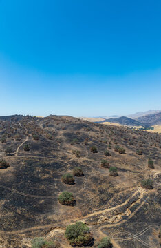 Aerial view of the Caliente Fish Fire burn area showing charred hillsides, scorched trees, and tire tracks on the landscape in Caliente, CA, United States.