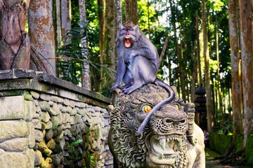 Wild monkey sitting on a stone structure in a lush tropical forest, surrounded by green vegetation and natural woodland, showcasing wildlife and tropical biodiversity. © ZainXBhatti
