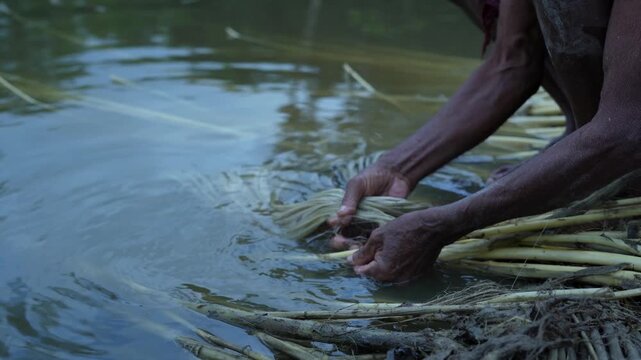 Traditional jute retting and washing process in rural water pond by local farmer close up