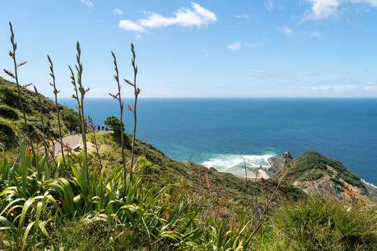 New Zealand Flax (Harakeke) Foreground with Coastal Cove at Cape Reinga