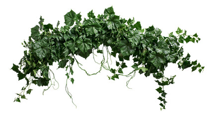 Green ivy vine garland with hanging tendrils © Eustace