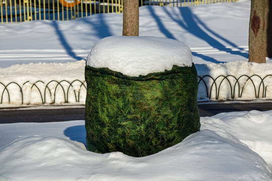 The bush is wrapped in green shade netting to protect it from snow and frost. The shrubs are protected with synthetic fiber. Winter garden care