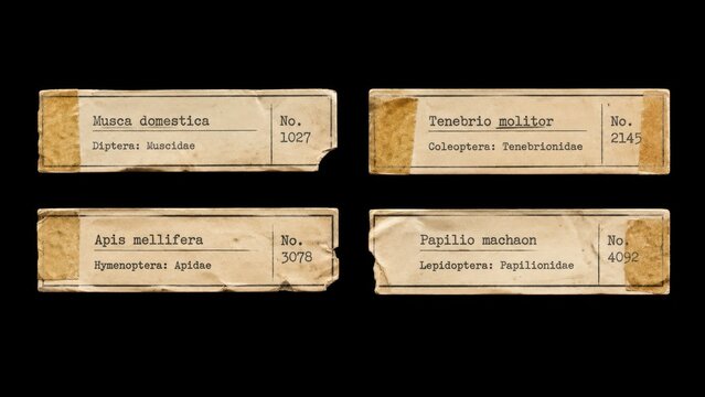 Vintage scientific specimen labels isolated on black background