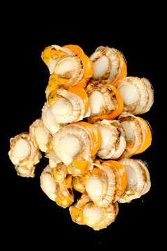 Fresh Qingdao Scallops Raw Seafood on Black Background