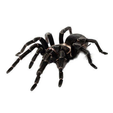 Black tarantula spider on white background isolated on transparent background