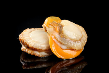 Fresh Raw Scallops with Yellow Ribbons from Qingdao China on Black Background © KieuThi