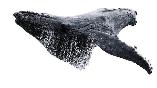 Humpback whale breaching with water splashes