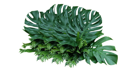 Plant leaves Green nature Tropical forest isolated on transparent background - png © Design Zone