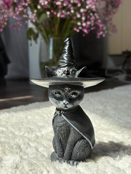 black and white cat