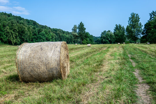 Freshly Baled Hay Rests in a Sunlit Meadow After Harvest