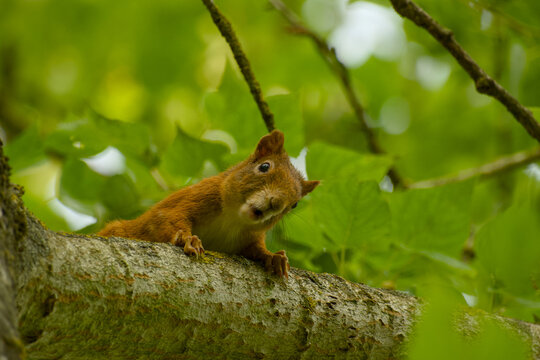 Close-up of a Eurasian red squirrel vocalizing on a tree branch while looking directly at the camera