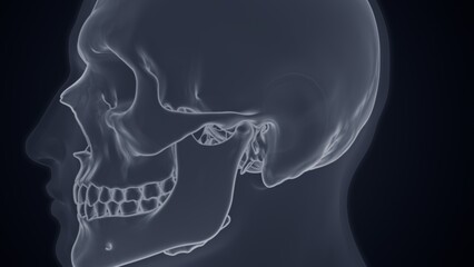 Lateral view of skull X-ray of 3D illustration © 7activestudio