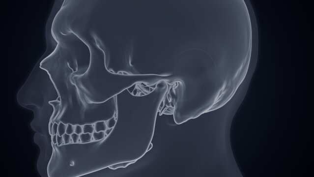 Lateral view of skull X-ray of 3D illustration
