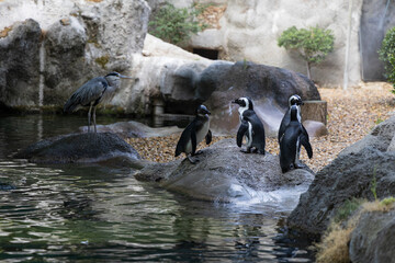 African penguins gathering at feeding time with grey heron on rocky shore