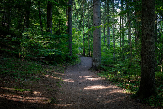 Shaded Woodland Trail Winds Through a Dense Green Summer Forest