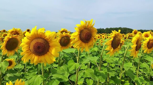 Closeup sunflower head in expansive field of yellow blooms beneath soft sky, with sharp petals, rich central disk, and layered floral rows fading toward distant trees