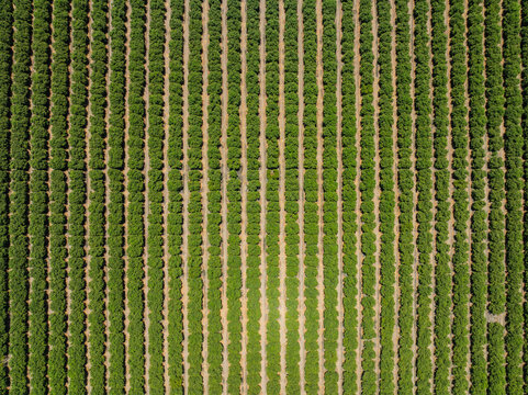 Aerial view of rows of fruit trees in an orchard with geometric patterns in Arvin, California, United States.