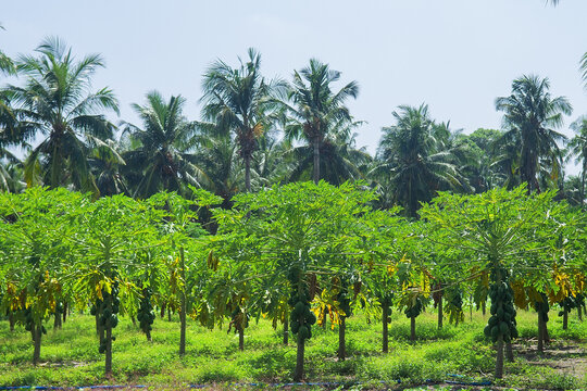 Papaya Plantation With Green Fruits On Trees