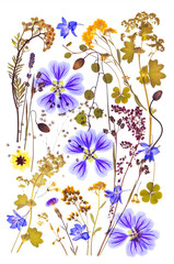 Akwarelowy zestaw suszonych kwiatów polnych, kolaż botaniczny, tapeta, dekoracja. © mycatherina