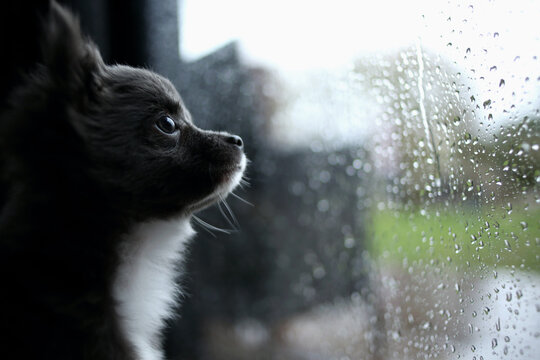 Close-up side view of a black and white chihuahua puppy looking through a window on a rainy day