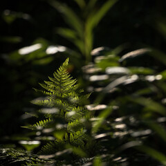 LANDSCAPES OF NATURE - Forest fern in the sunlight © Wojciech Wrzesień