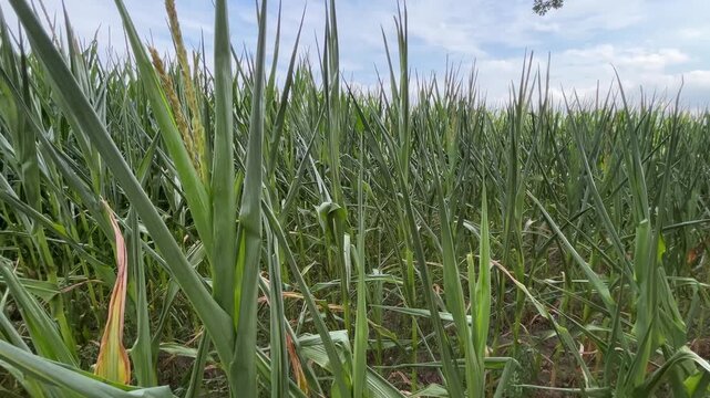 Close View of Dense Rows of Mature Corn Plants with Green Leaves, Developing Ears and Tassels Growing in a Cultivated Agricultural Field in Summer