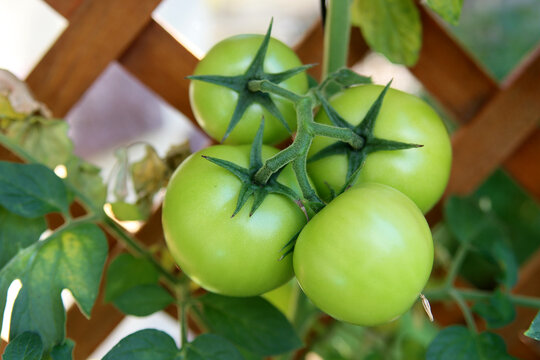 Unreife Tomaten an einer Palisadenwand