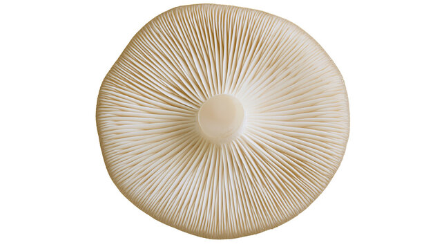Underside of a pale beige mushroom cap with visible gills, isolated on transparent background