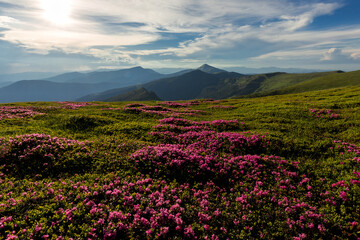 Obraz premium Flowering fields of Rhododendron myrtifolium (Carpathian rhododendron, Chervona ruta) in the subalpine belt of the Chornohora with a view of the highest mountains of Ukraine, Hoverla and Petros.