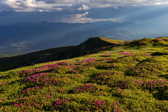 Flowering fields of Rhododendron myrtifolium (Carpathian rhododendron, Chervona ruta) in the subalpine belt of the Carpathians, the Chornohora massif with a view of a thunderstorm on the horizon