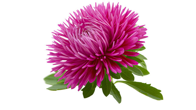 Vibrant pink aster flower with green leaves, isolated on transparent background