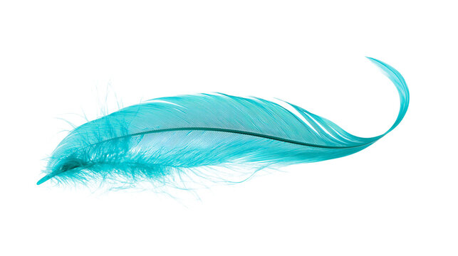 Single vibrant turquoise feather with delicate barbs, isolated on transparent background