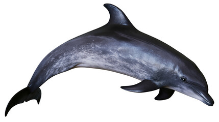 Dark gray dolphin with mottled pattern, isolated on transparent background © Claudia