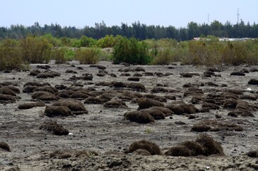 Fondo de una antigua laguna ahora seca en Al-Azraq Al-Shamaly, Jordania © BestTravelPhoto