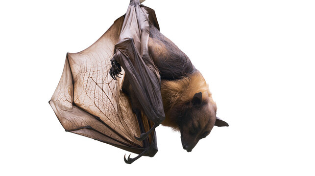 Fruit bat hanging upside down with wings spread