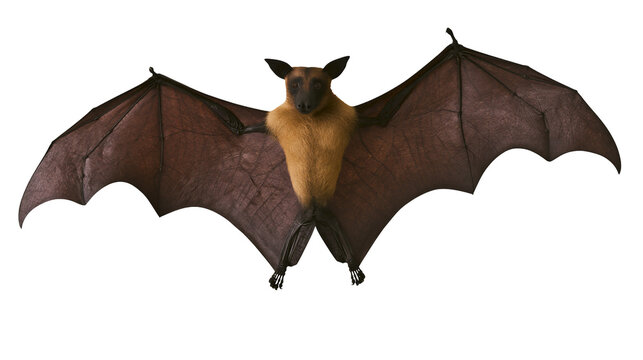 Flying fox bat with spread wings on white
