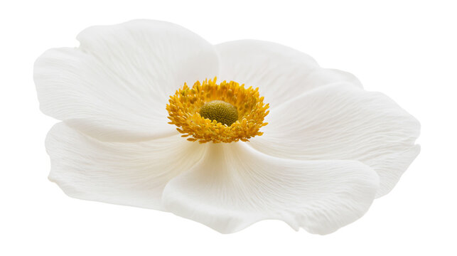 Delicate white anemone flower with textured petals and yellow stamen, isolated on transparent background